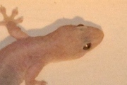 Asian House Gecko (Hemidactylus frenatus)